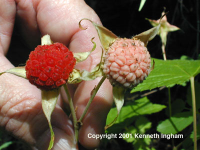 Overview of ripe and unripe berries of Rubus parviflorus.
