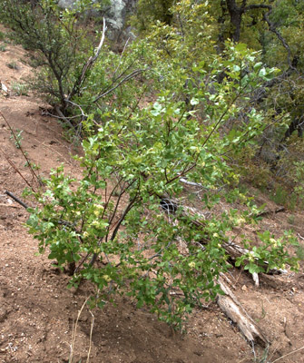 Overview of the common hoptree, <em>Ptelea trifoliata</em>.
