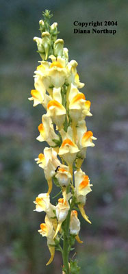 Close-up of the flowers of butter and eggs, <em>Linaria vulgaris</em>.

