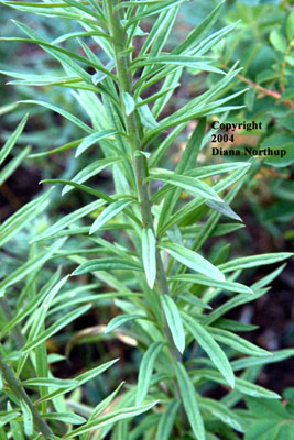 Close-up of the leaves of butter and eggs, <em>Linaria vulgaris</em>.

