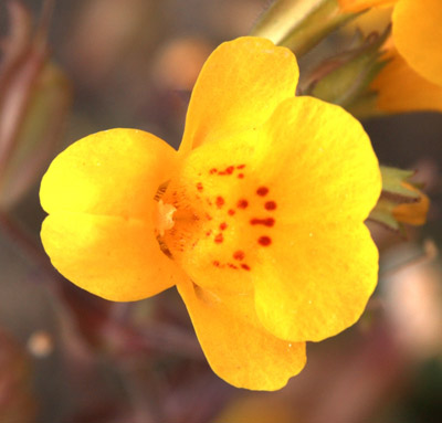 Closeup of the flower of <em>Mimulus guttatus</em>.