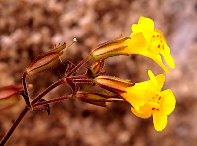 Closeup of the side of the flower of the spotted monkeyflower, <em>Mimulus guttatus</em>, showing the hairs on the stem and calyx.