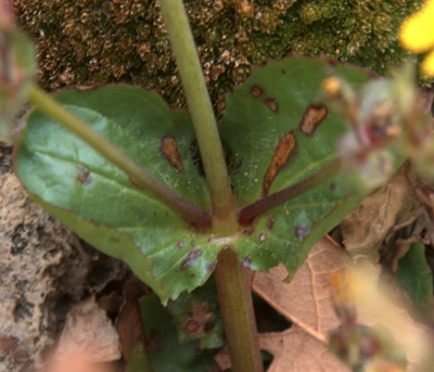 Closeup of the cauline leaves of the spotted monkeyflower, <em>Mimulus guttatus</em>.
