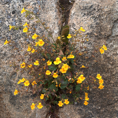 Overview of the spotted monkey flower, <em>Mimulus guttatus</em>.