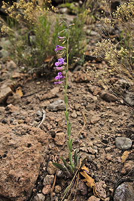 Overview of the entire plant of <em>Penstemon secundiflorus</em>.



