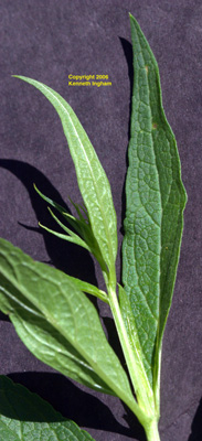 Leaves of <em>Scrophularia montana</em>, commonly called mountain figwort. 



