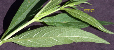 Back of the leaves of <em>Scrophularia montana</em>, commonly called mountain figwort.



