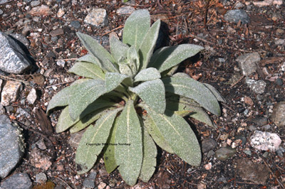 Photo of mullein (verbascum thapsus) along the Columbine Canyon trail in the Carson National Forest. 
