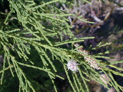 Closeup of the leaves of saltcellar, <em>Tamarix ramosissima Ledeb.</em>. Photographed at Brantley Lake on 13 May 2001.