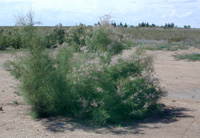 Overview of saltcellar, <em>Tamarix ramosissima Ledeb.</em>.