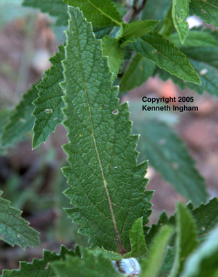 Close-up of leaves of Spike verbena, Verbena macdougalii.

