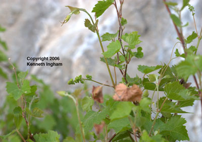 Closer view of leaves and newly emerging flowers of <em>Vitis arizonica</em>.
