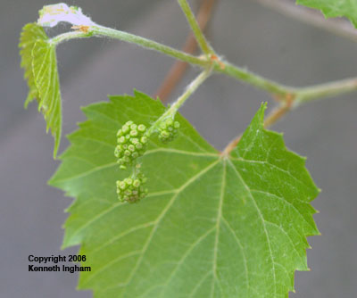 The newly emerging, tight cluster of the grape flowers.
