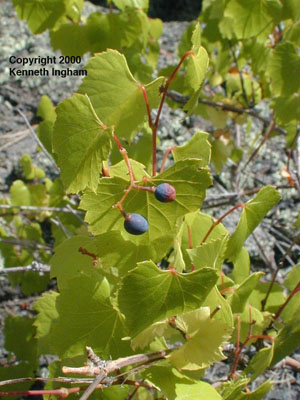 Here you see the dark blue-black grapes.
