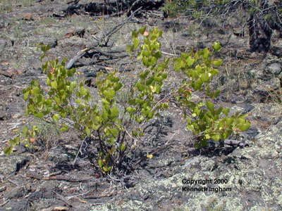 <em>Vitis arizonica</em>, commonly called Arizonica or canyon grape. 

