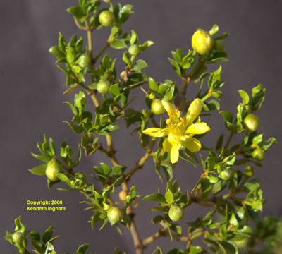 Best seen up close to appreciate them, these small yellow flowers festoon the signature plant of the Chihuahuan Desert, <em>Larrea tridentata</em>.

